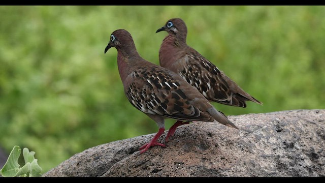 Galapagos Dove - ML421115231