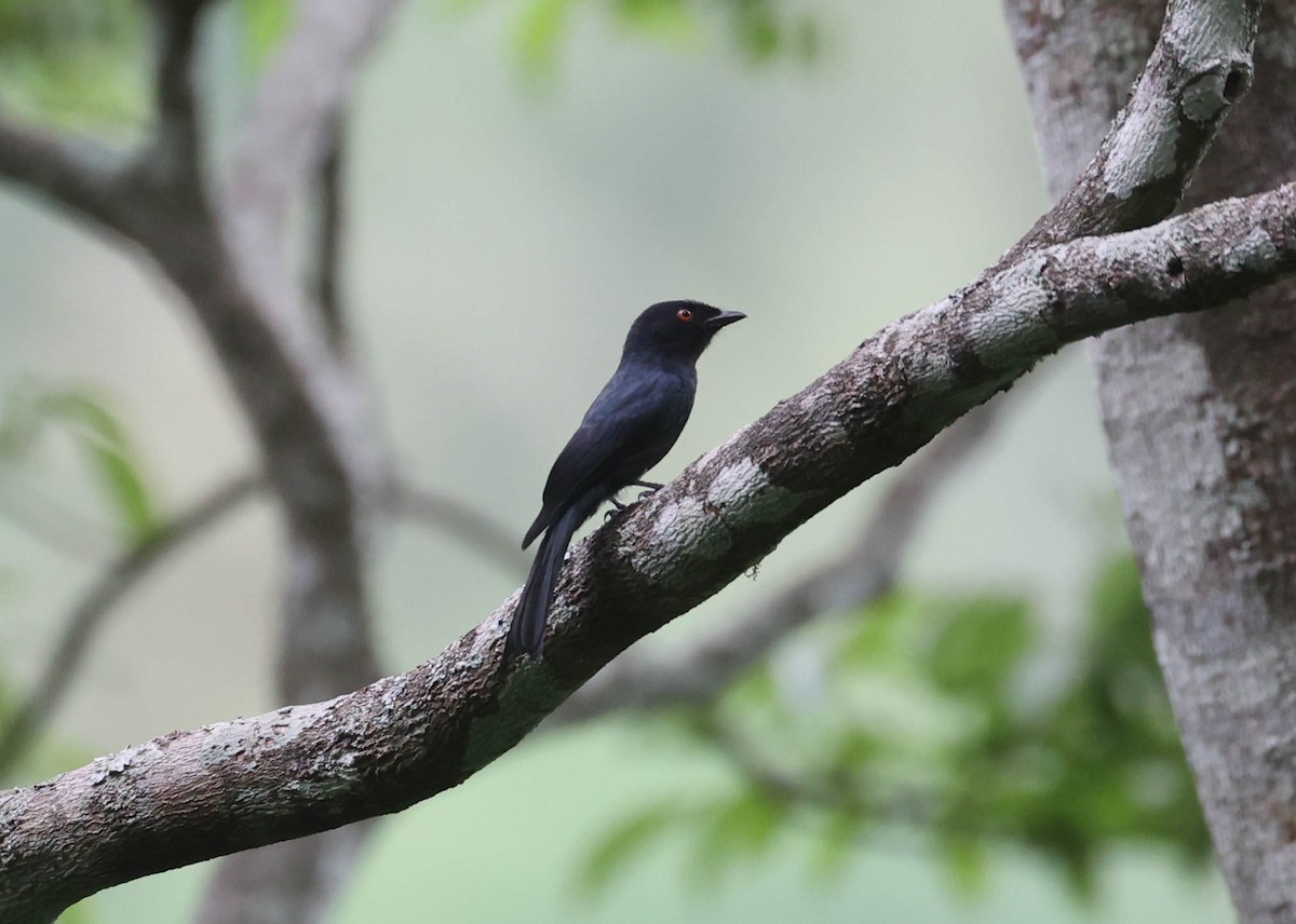 Square-tailed Drongo - ML421118761