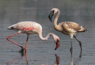 Lesser Flamingo, ML421126471