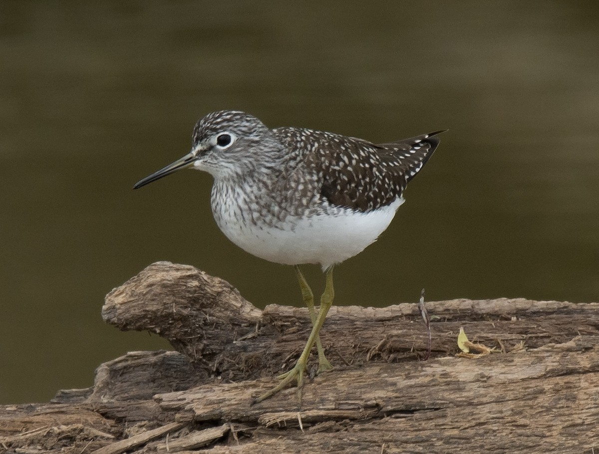 Solitary Sandpiper - Jack and Shirley Foreman