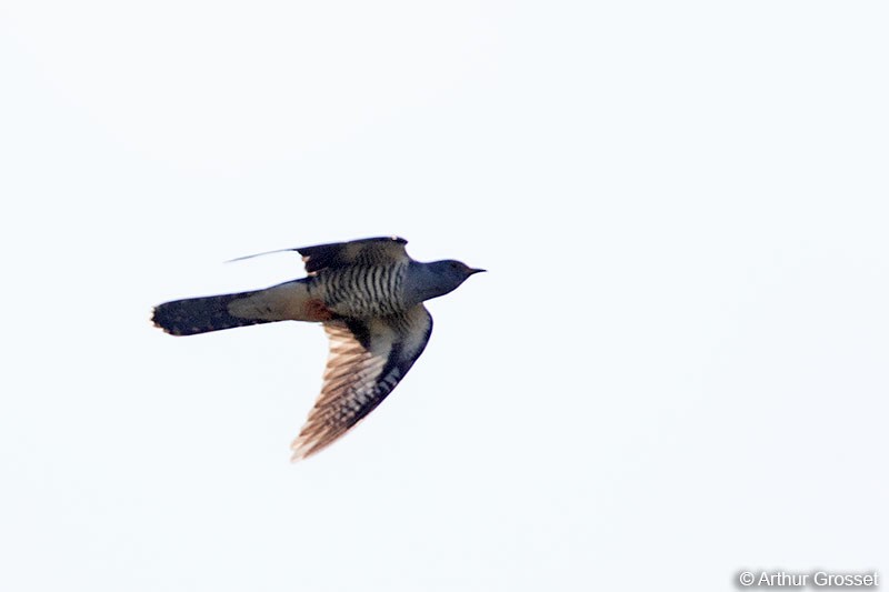 Madagascar Cuckoo - ML42112821