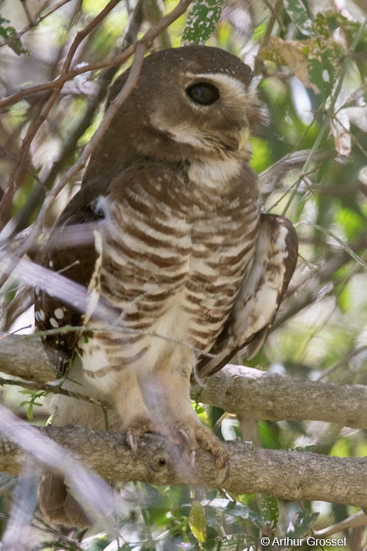 White-browed Owl - ML42112861