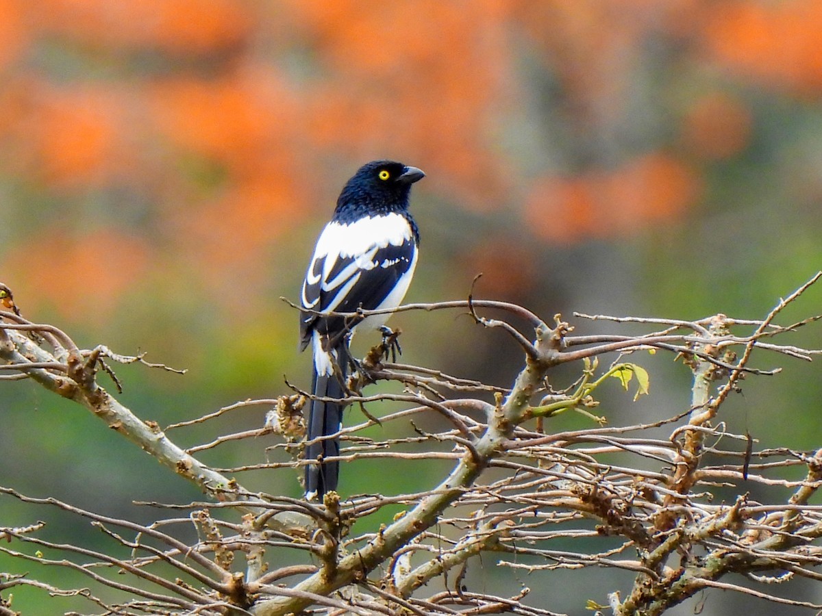Magpie Tanager - ML421130501