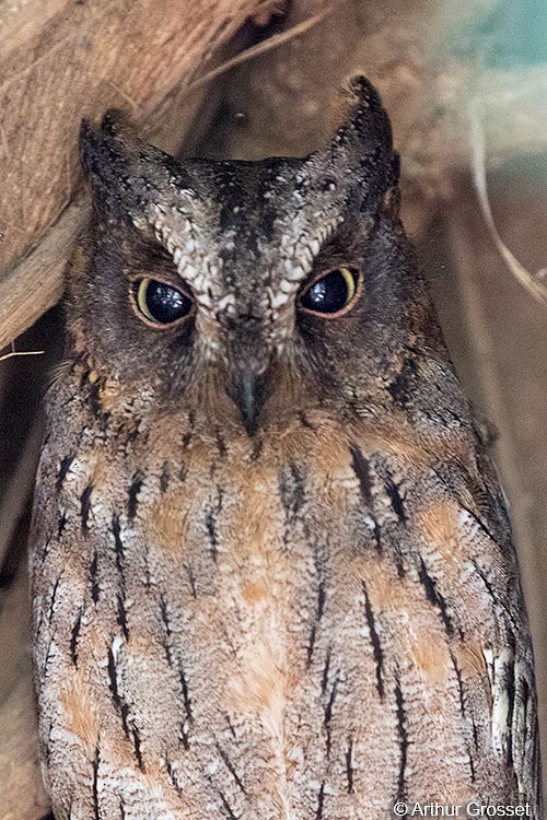 Madagascar Scops-Owl (Torotoroka) - ML42113151