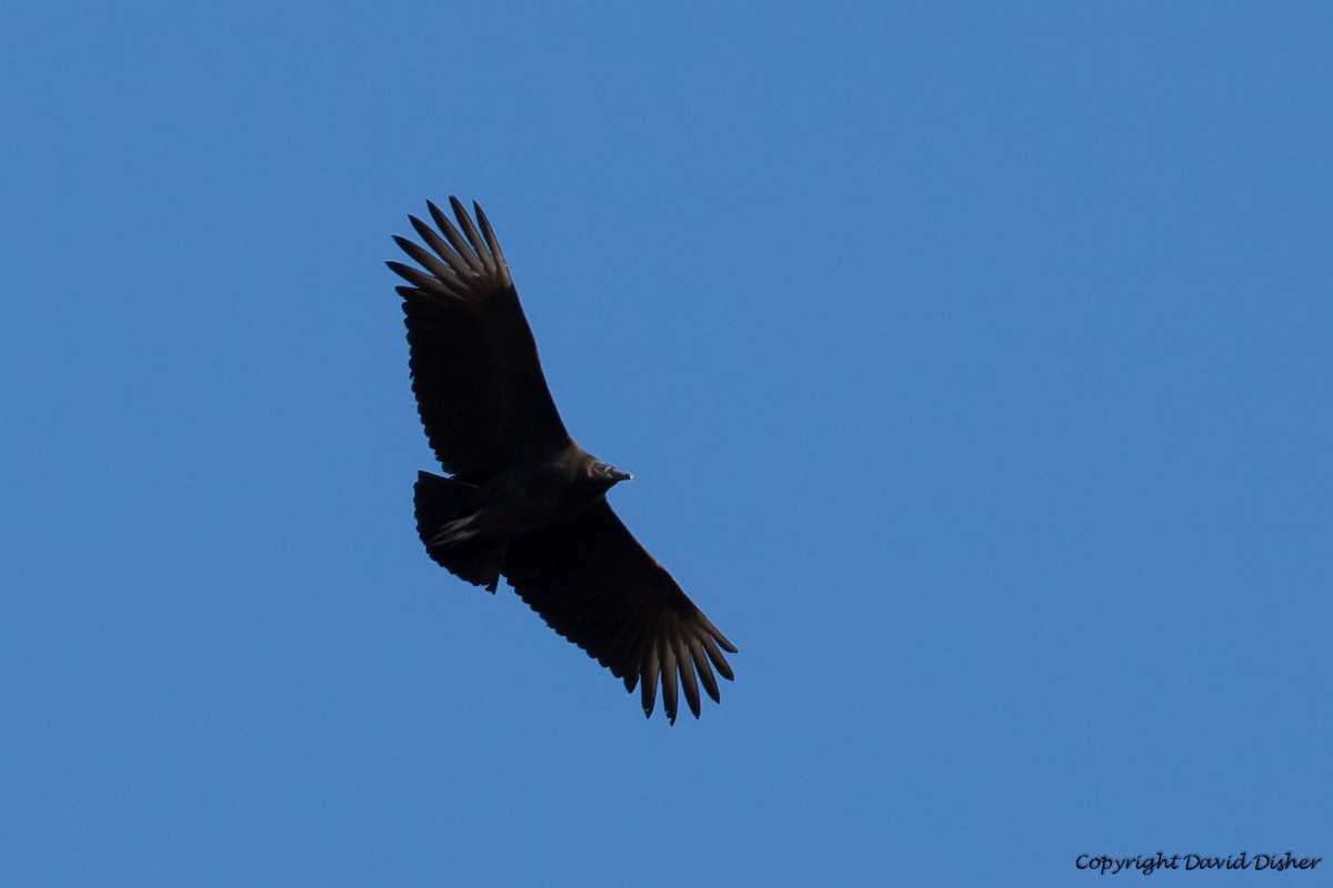 Black Vulture - David Disher