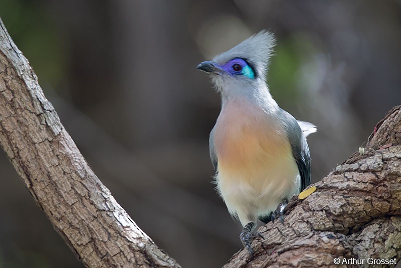Crested Coua - ML42113251