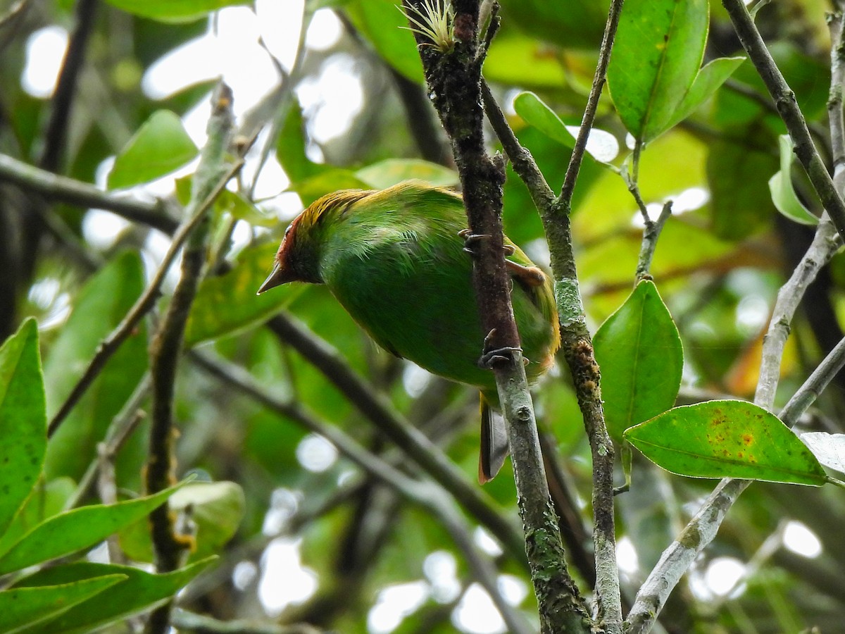 Bay-headed Tanager - ML421132681