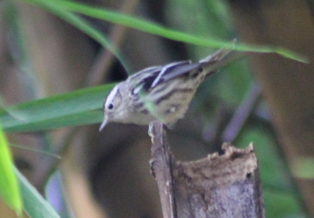 Black-and-white Warbler - ML42113391