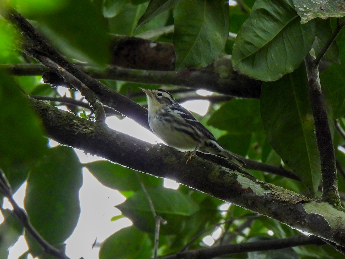 Black-and-white Warbler - ML421135041
