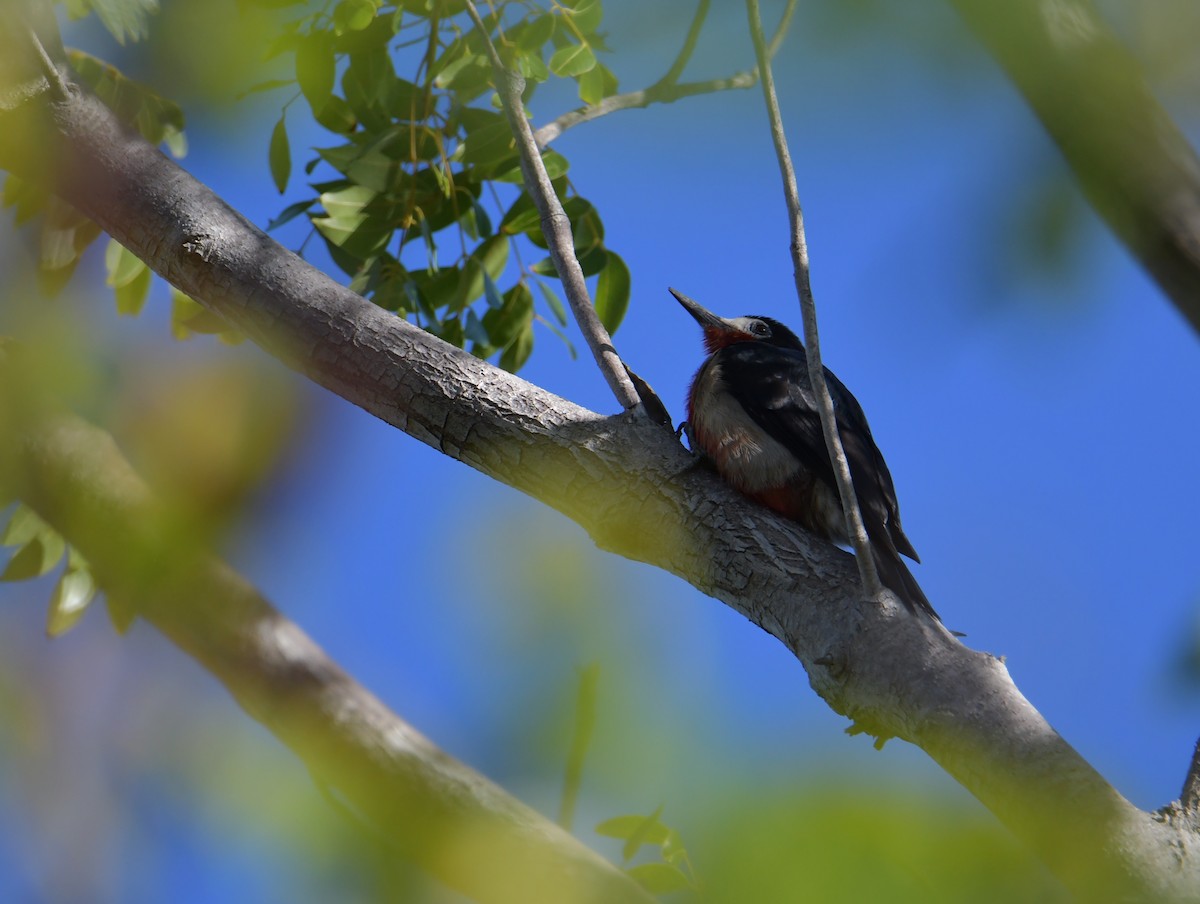 Puerto Rican Woodpecker - ML421141171