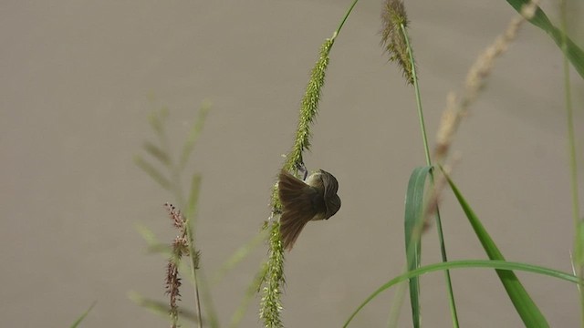Double-collared Seedeater - ML421146071