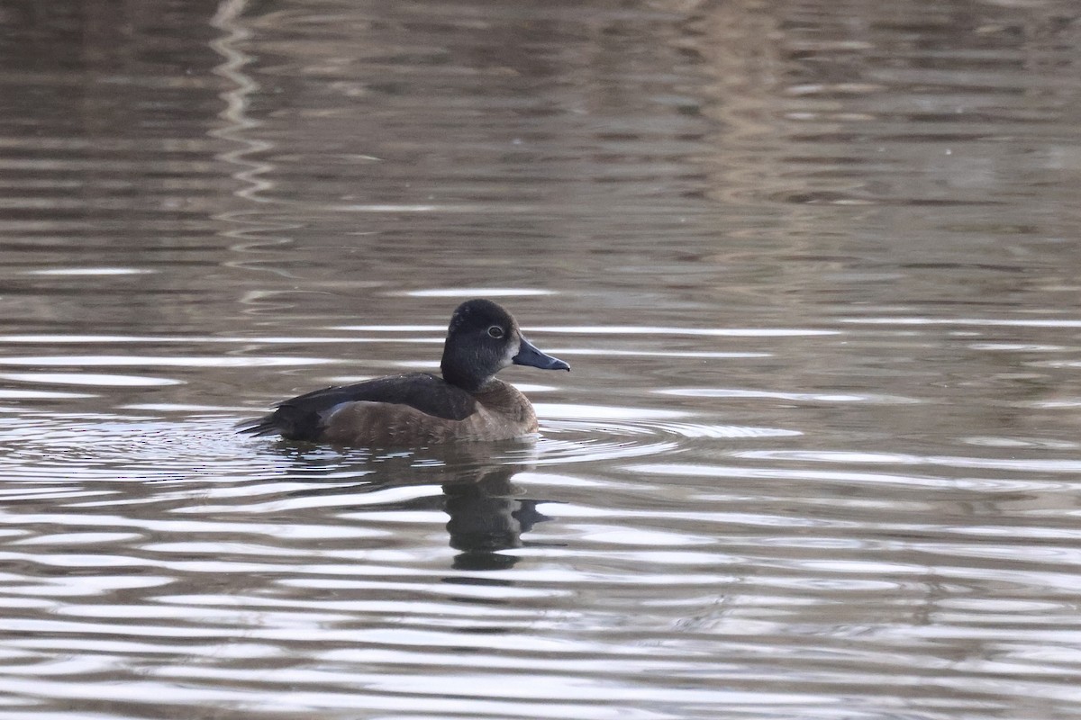 Ring-necked Duck - Andy Wilson