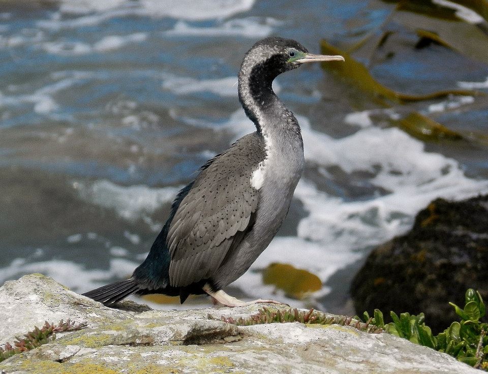 Spotted Shag - ML421152891