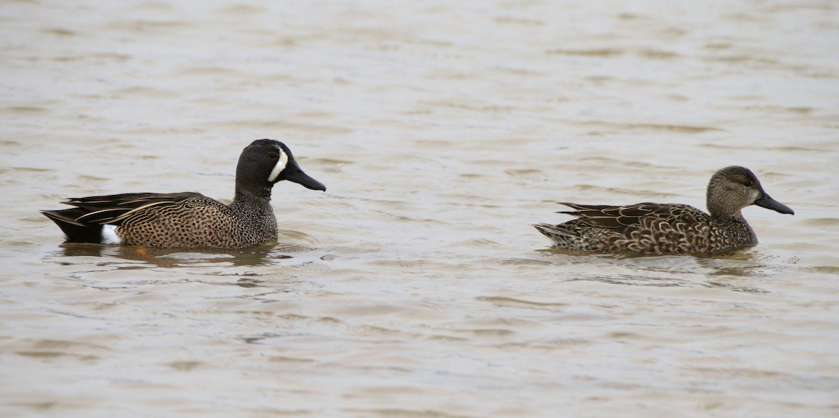 Blue-winged Teal - ML421159121