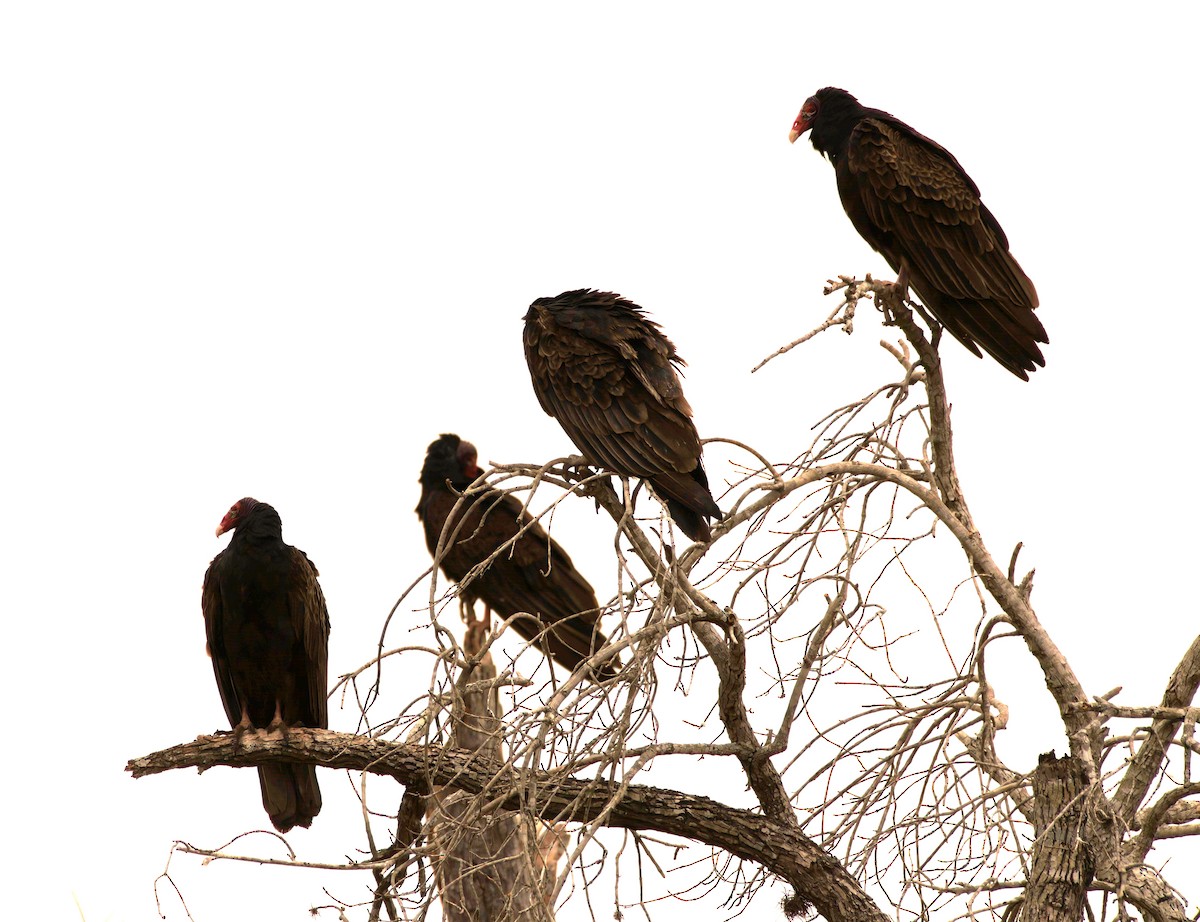 Turkey Vulture - ML421159271
