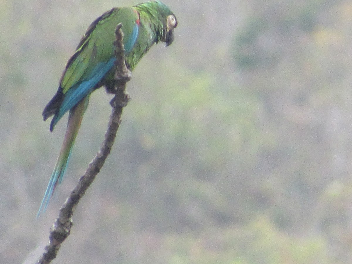 Chestnut-fronted Macaw - ML421162271