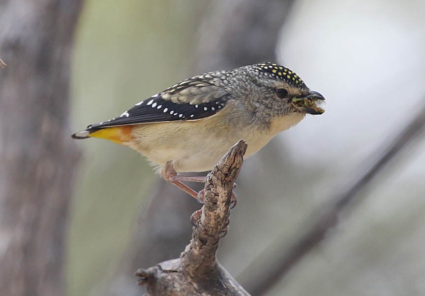Spotted Pardalote - Mark Dennis