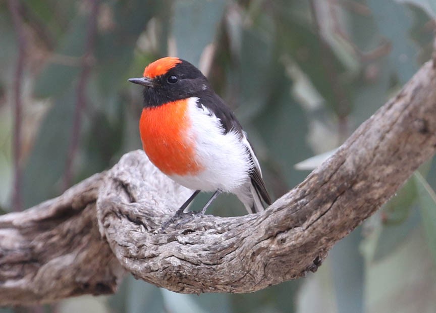 Red-capped Robin - ML421163001