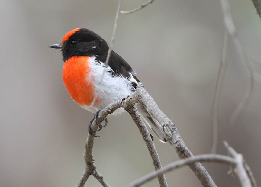 Red-capped Robin - ML421163011