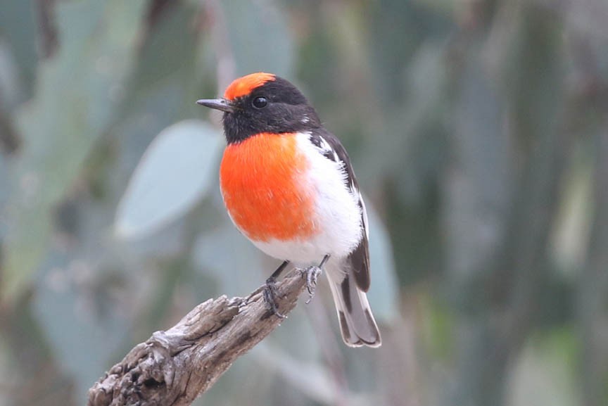 Red-capped Robin - ML421163021