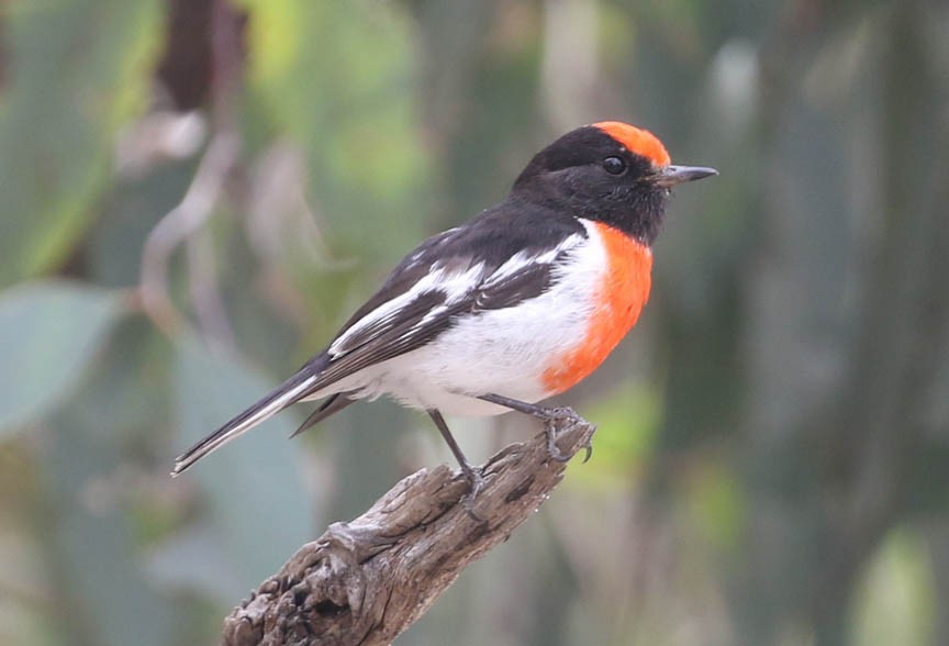 Red-capped Robin - ML421163031