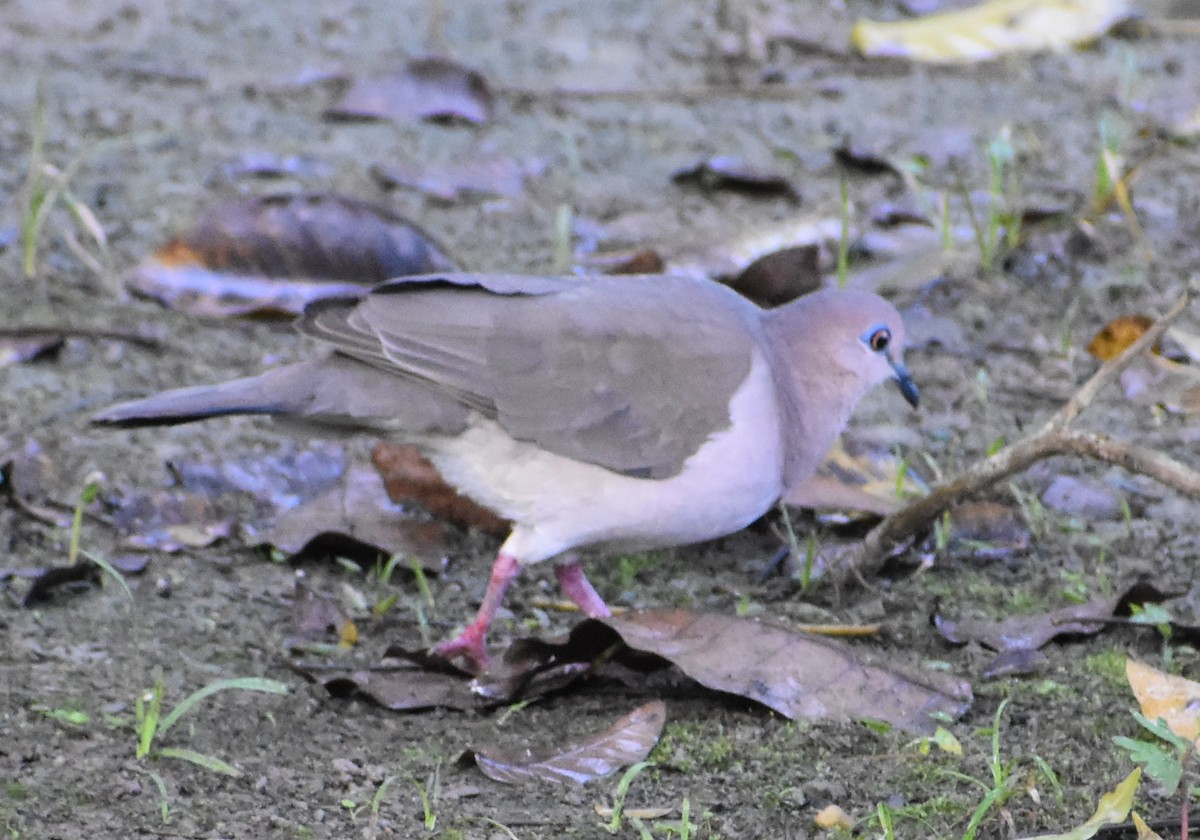 White-tipped Dove - Troy Blodgett