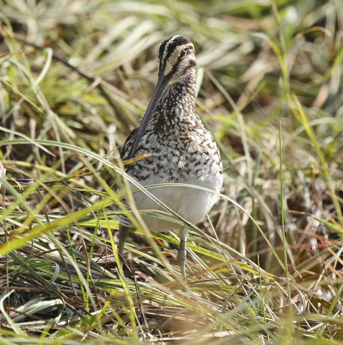 African Snipe - Marna Buys
