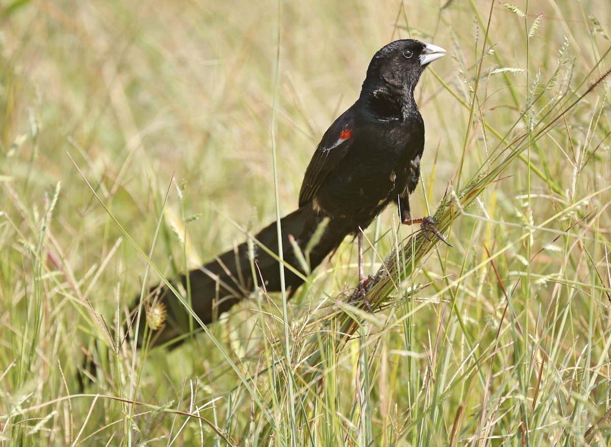 Long-tailed Widowbird - Marna Buys