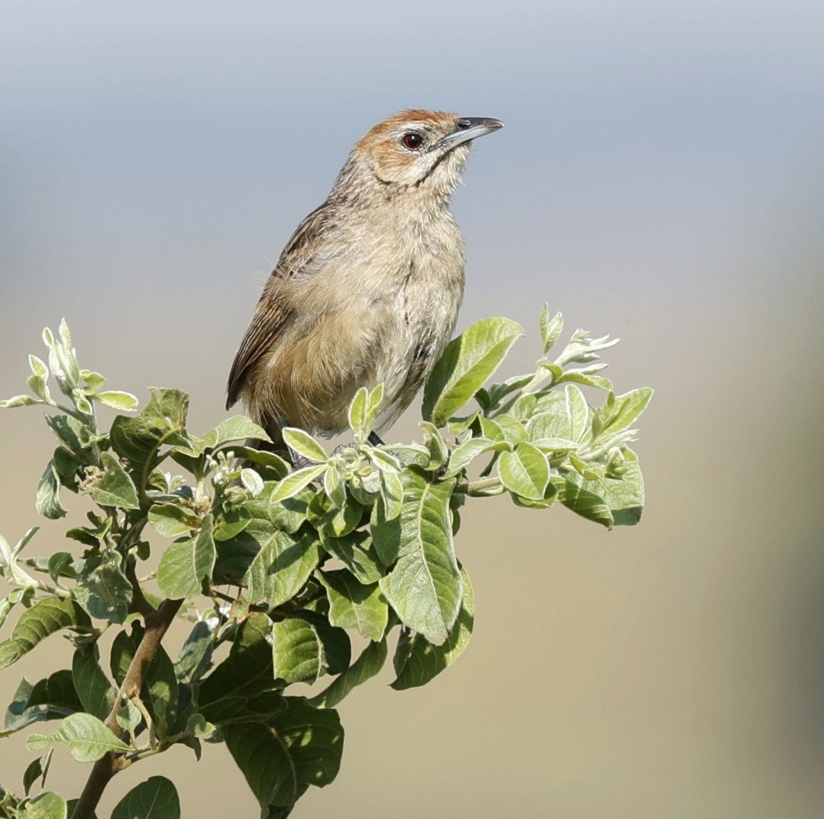 Cape Grassbird - Marna Buys