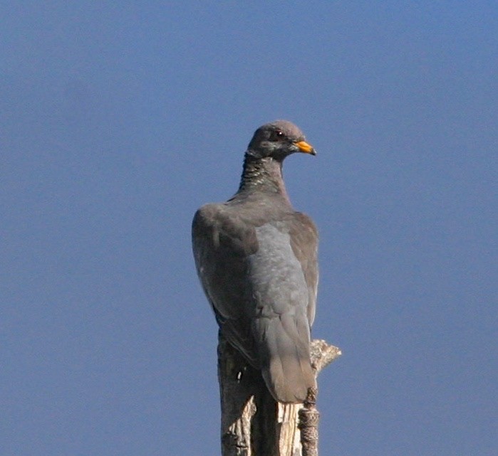 Band-tailed Pigeon - Dave Czaplak