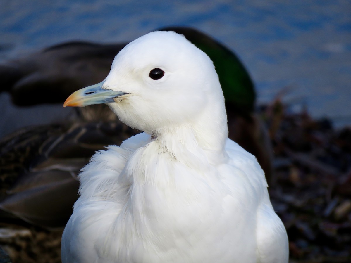 Белая чайка - ML42117271