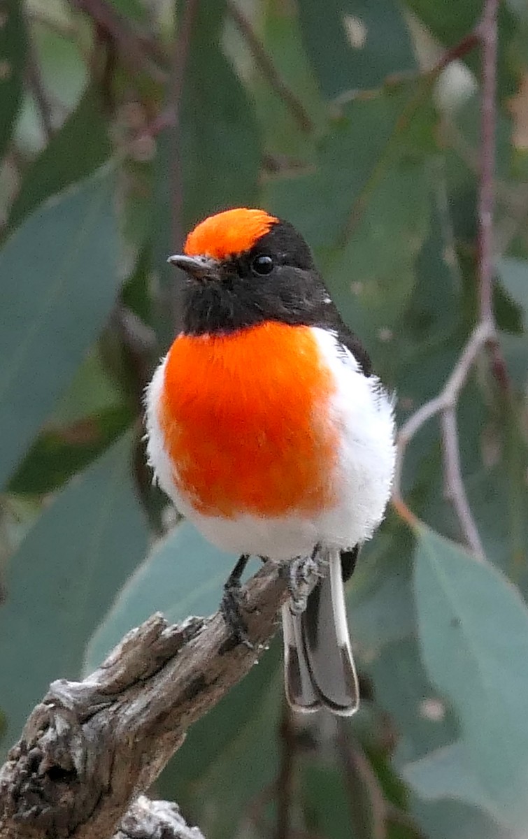 Red-capped Robin - ML421175661