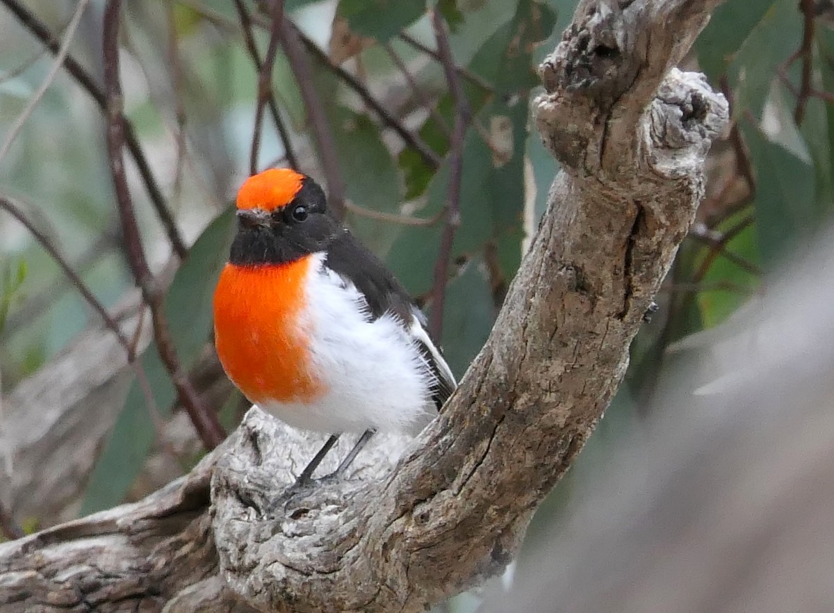 Red-capped Robin - ML421175711