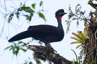 Crested Guan, ML421177071