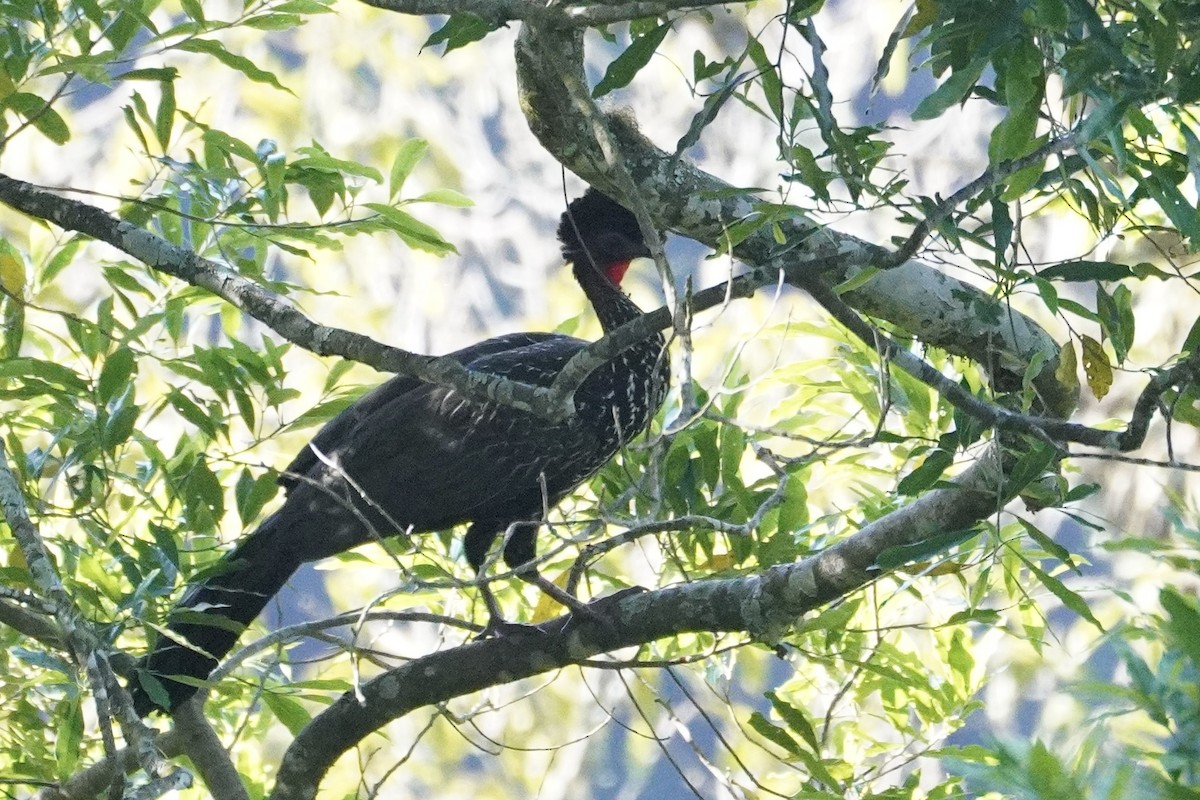 Crested Guan - ML421177291