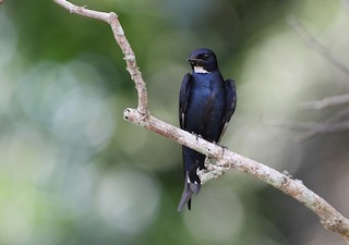  - White-throated Blue Swallow