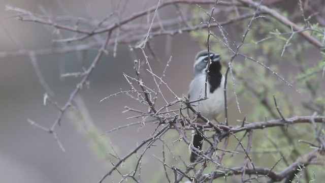 Black-throated Sparrow - ML421180451