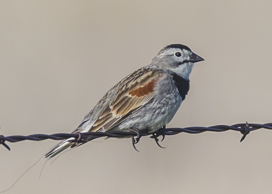 Thick-billed Longspur - bj worth