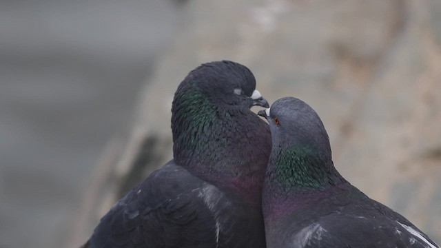 Rock Pigeon (Feral Pigeon) - ML421186691