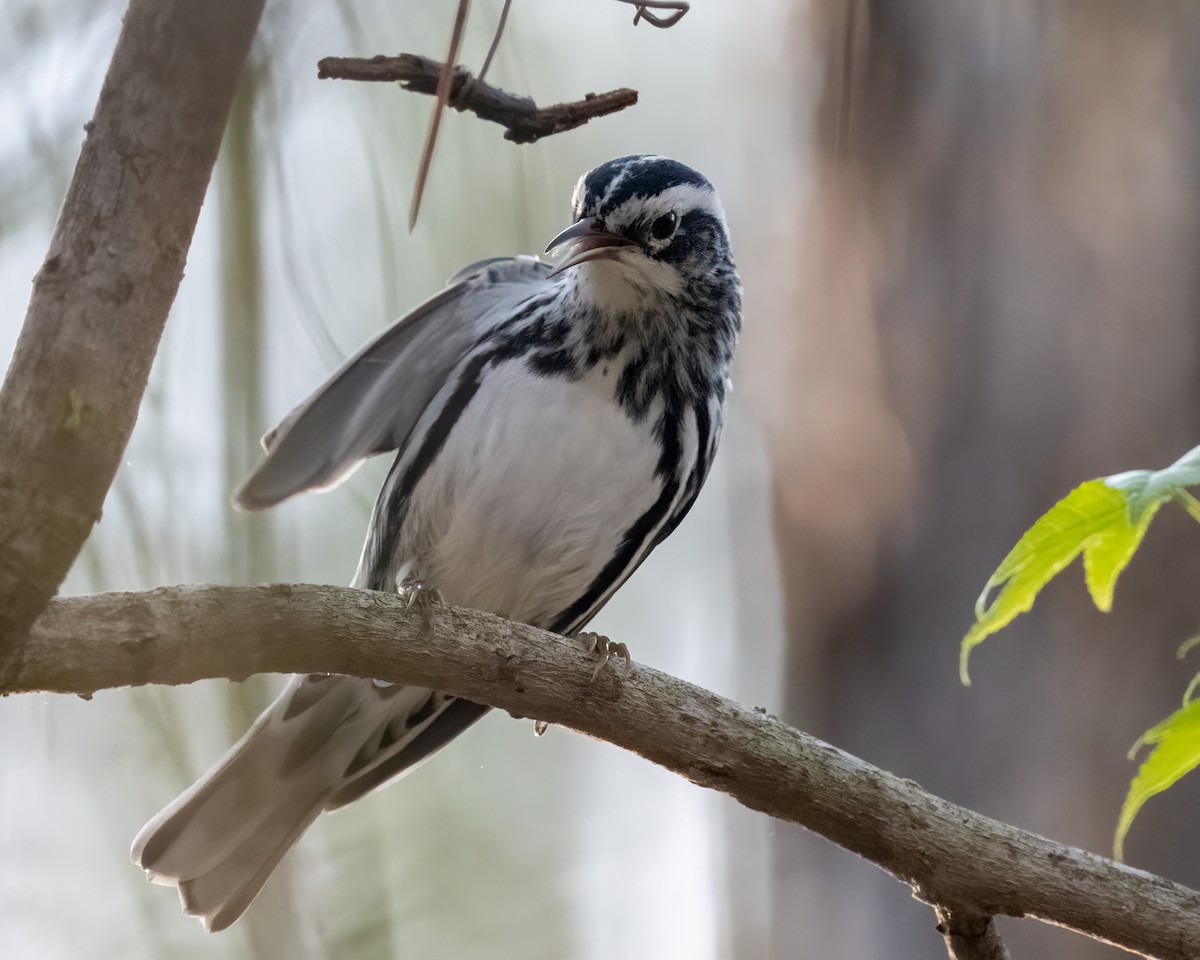 Black-and-white Warbler - ML421191961