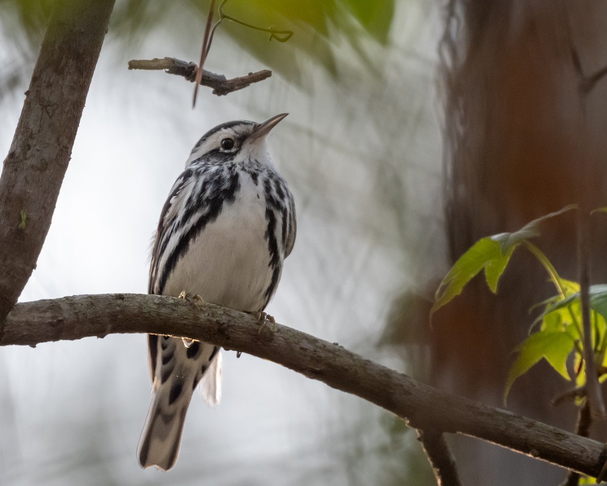 Black-and-white Warbler - ML421192541