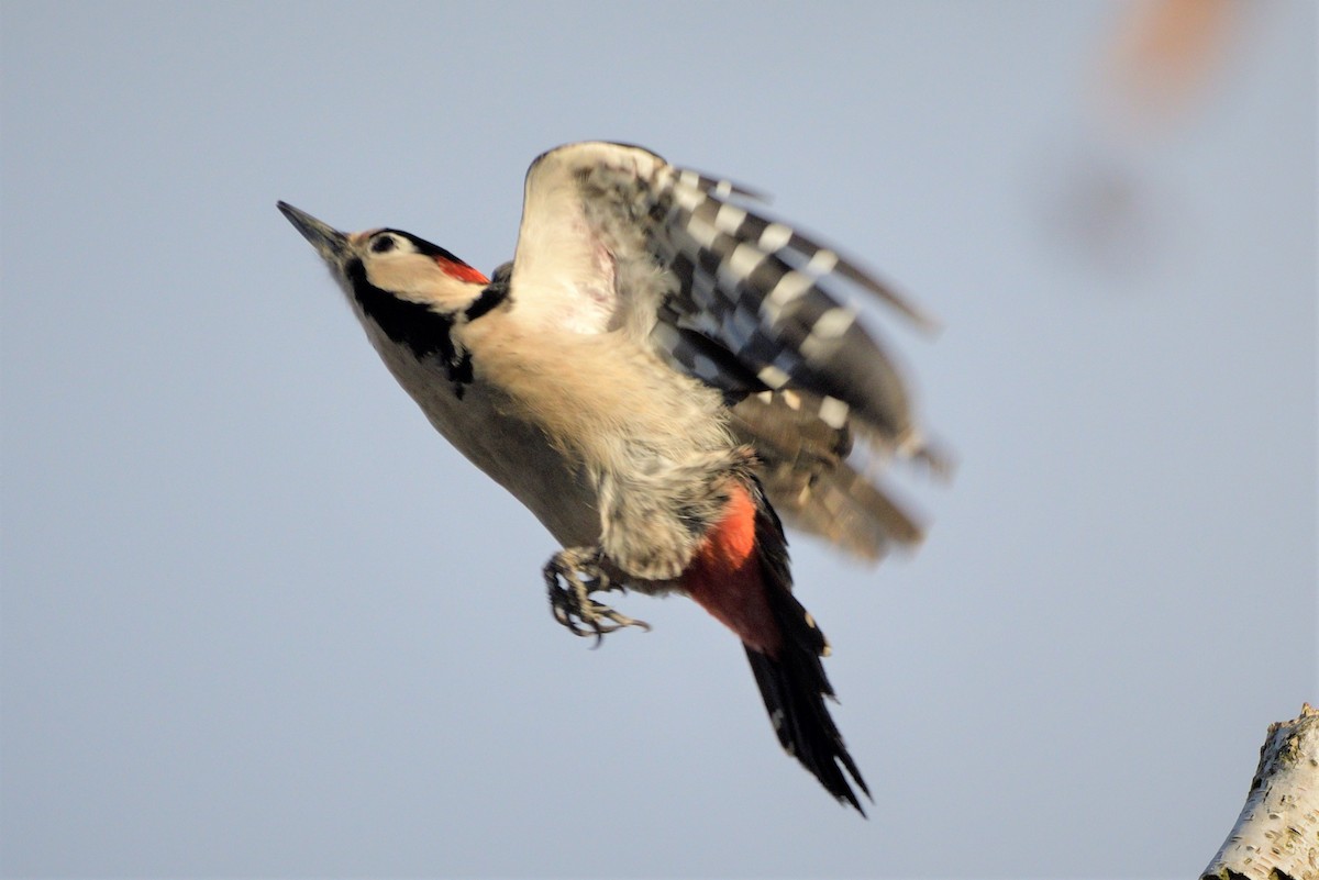 Syrian Woodpecker - ML421194801
