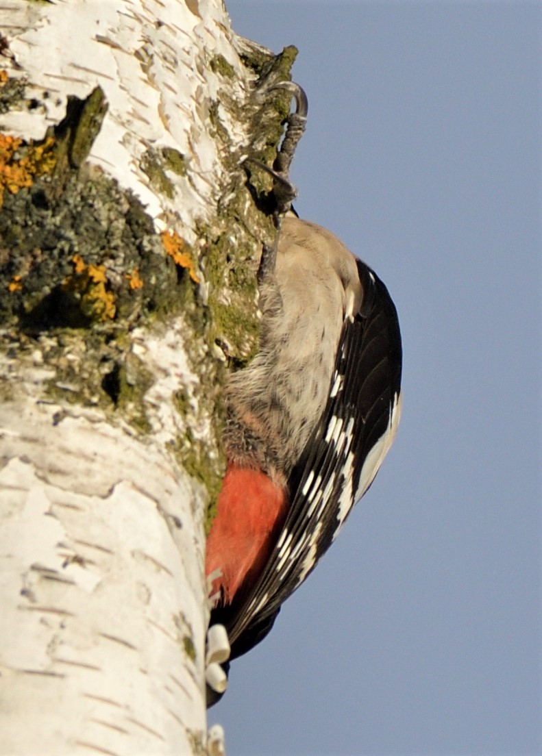 Syrian Woodpecker - ML421195301