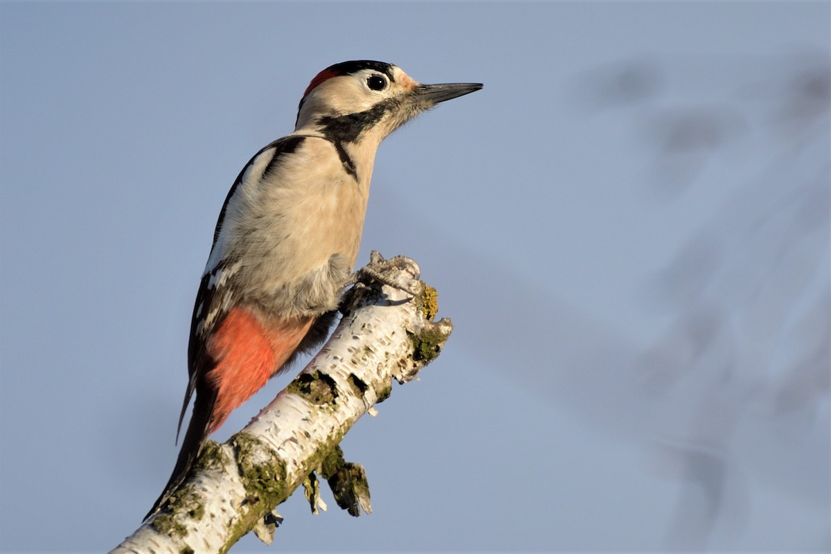 Syrian Woodpecker - ML421195431