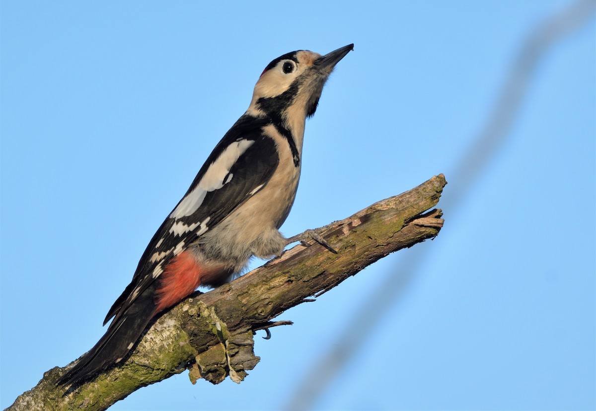 Syrian Woodpecker - ML421195461