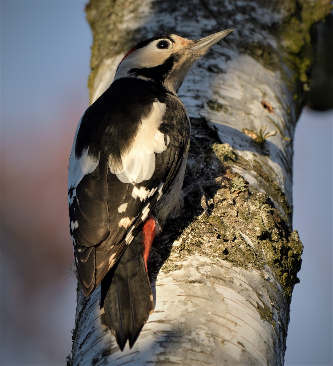 Syrian Woodpecker - ML421195511