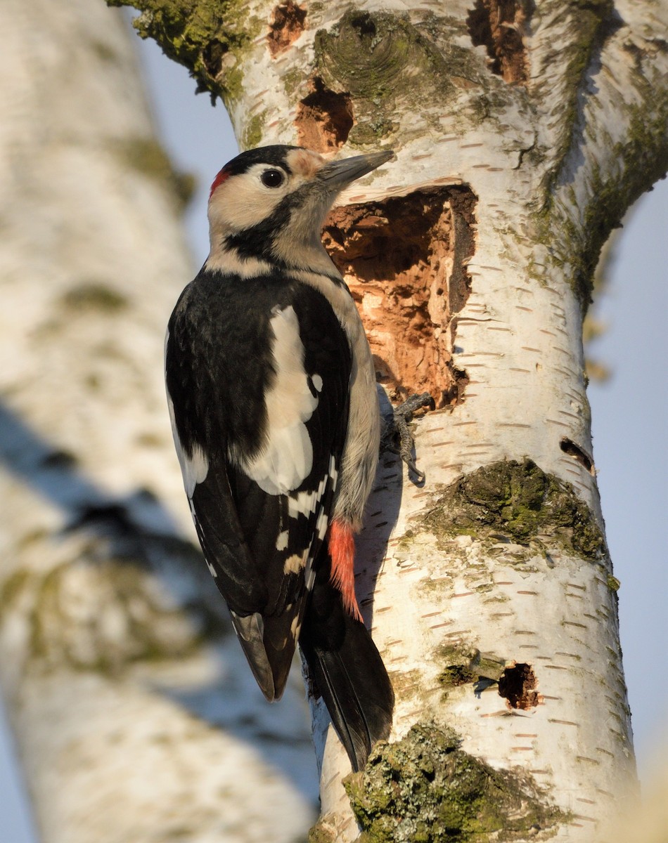 Syrian Woodpecker - ML421195541