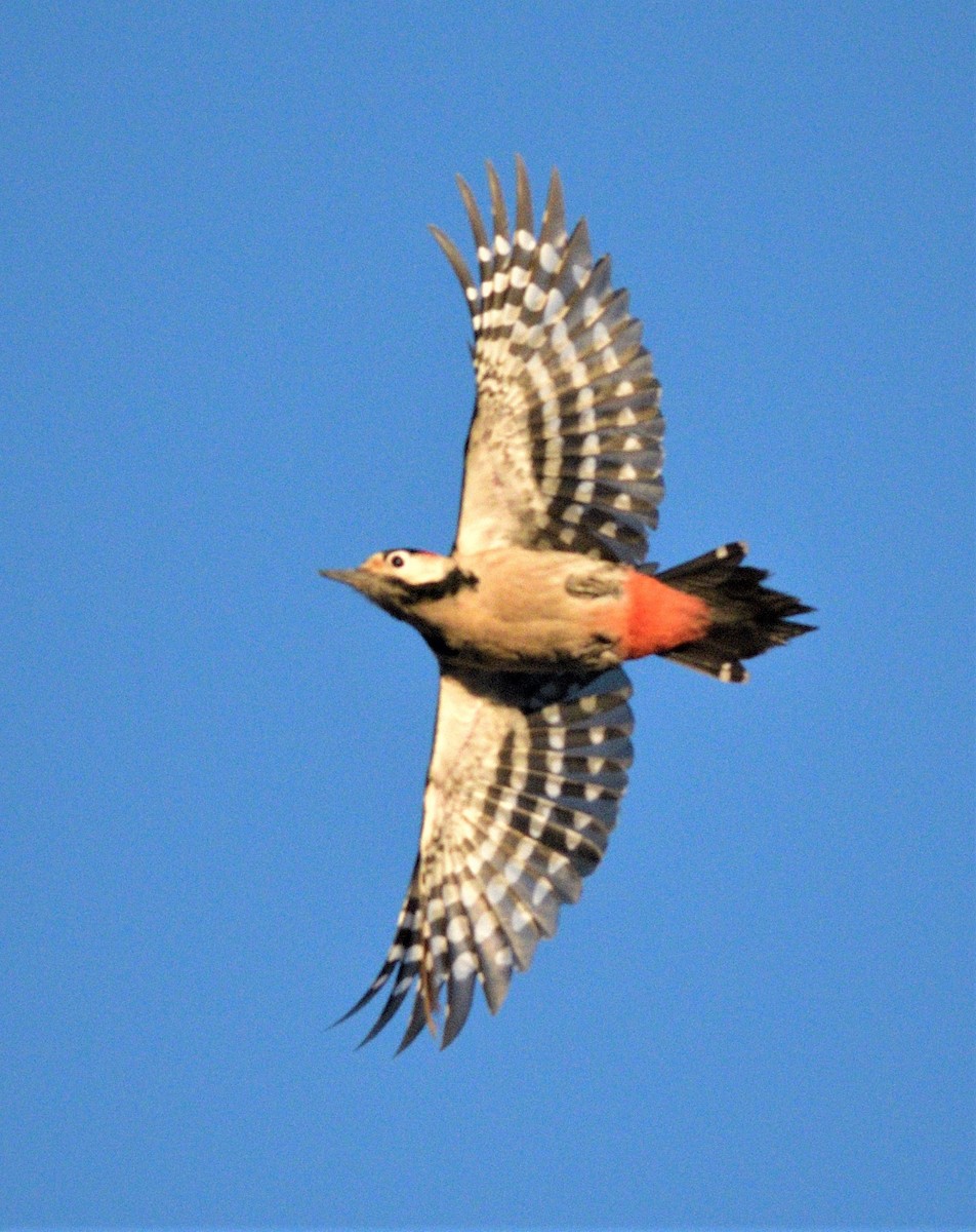 Syrian Woodpecker - ML421195561