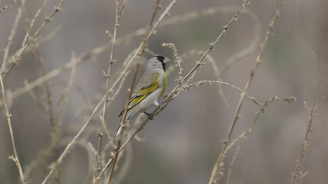 Lawrence's Goldfinch - ML421195691