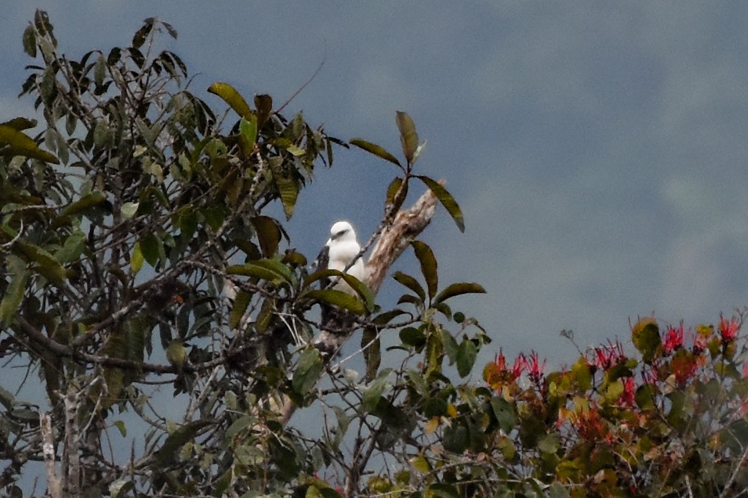 White Hawk - Luis Panamá